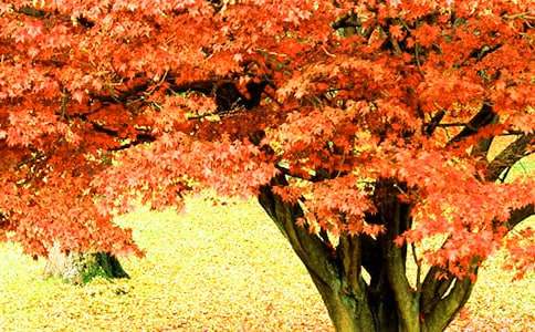 ʵ�õĺ�Ҷд������3ƪ