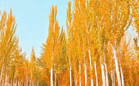 ���������ޡ������(����15ƪ)