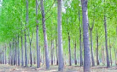 【荐】读《白杨》有感