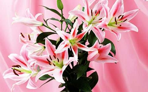 ���������ϵİٺϻ����и�