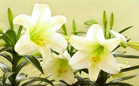 �����ϵİٺϻ������15ƪ