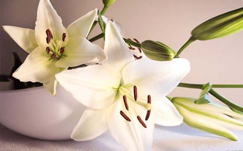 �������ϵİٺϻ��������15ƪ[��ѡ]