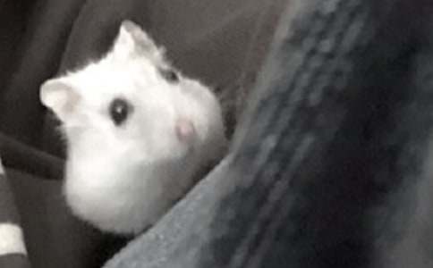 ����۲��ռǽ���ʮƪ