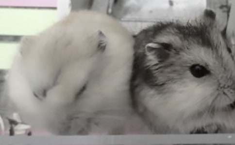 ���ڲ���۲��ռǷ��ļ���6ƪ