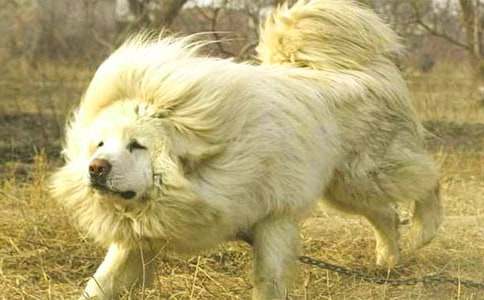 ������ɻ��и�