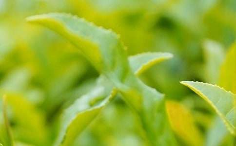 ��Ҷ������ͬ���ļ���5ƪ