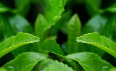 ��Ҷ��ͬ����