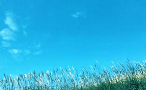 春风写景的作文