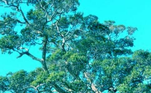 ��С�ݺʹ���������У���ѡ38ƪ��