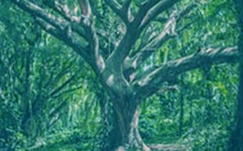 �������ռǣ�ͨ��31ƪ��