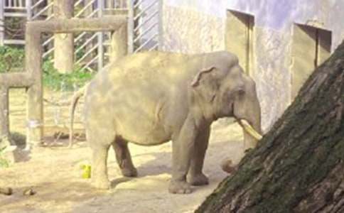 大象的眼泪读后感