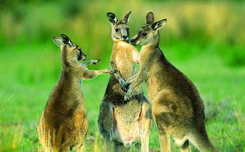 ���������˵����