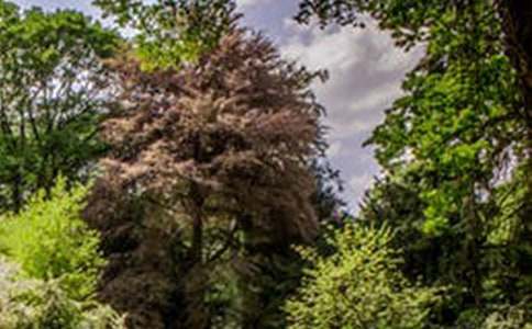 ��������ķ羰������