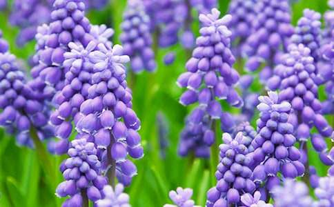 ������Сѧ����14ƪ