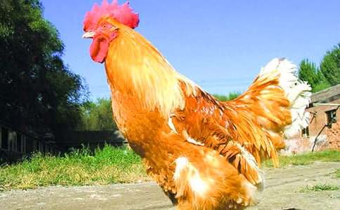 ���ֵ�С������ѧ��˼