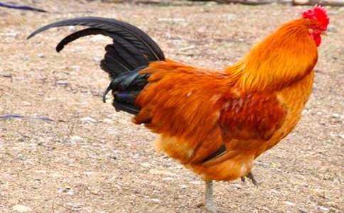 ��С������СѼ�ӡ���ѧ��˼����ѡ6ƪ��