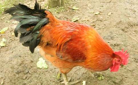 ��С������СѼ�ӡ���ѧ��˼8ƪ