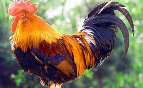 ���¡�С������СѼ�ӡ���ѧ��˼