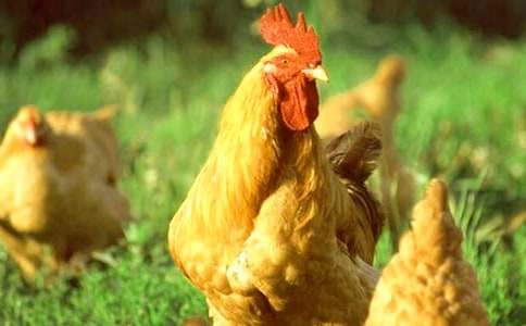 小公鸡和小鸭子教学反思