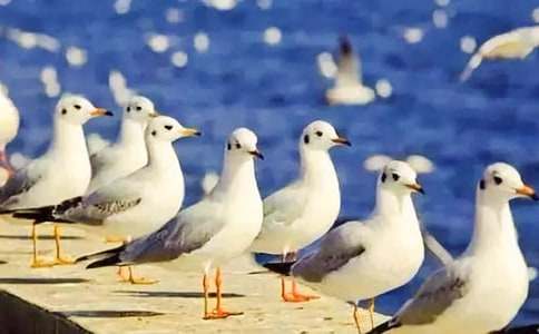 ����Ÿ����ɭ�������ͨ��15ƪ