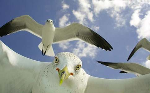 ����Ÿ����ɭ������У���ѡ20ƪ��