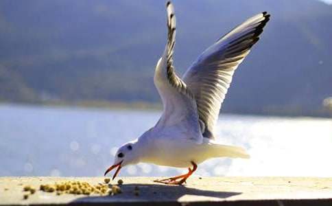 海鸥乔纳森读后感(精选15篇)