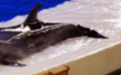 ����ɫ�ĺ��ൺ������С��ȡ�