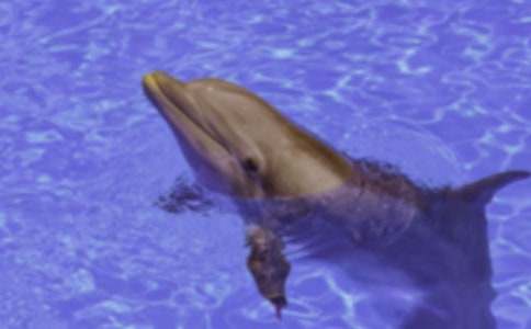 ����ɫ�ĺ��ൺ�������(��ѡ15ƪ)