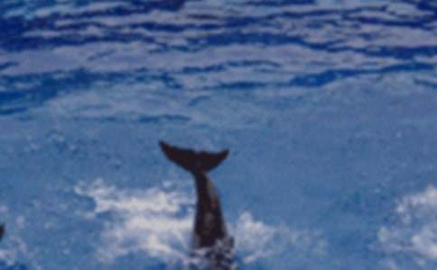 ������ɫ�ĺ��ൺ���им���15ƪ