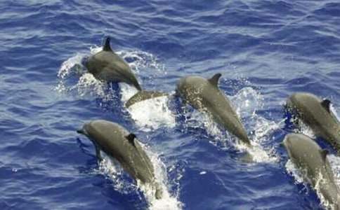 ��ɫ�ĺ��ൺ�����