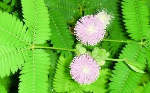 含羞草观察日记