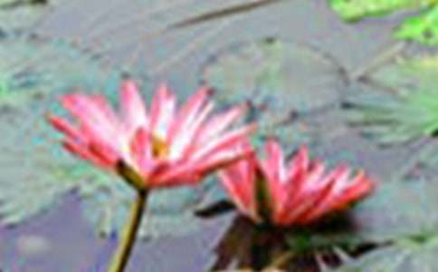 关于荷花小学三年级作文汇编九篇