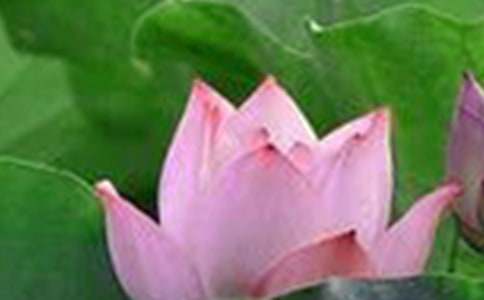 关于荷花的日记