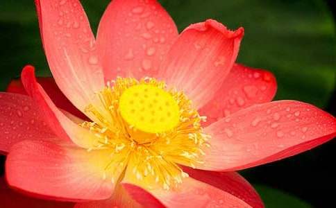 课文《荷花》教学反思(11篇)