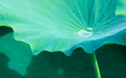 �������ɴ��ĺ�Ҷ����ѧ��˼