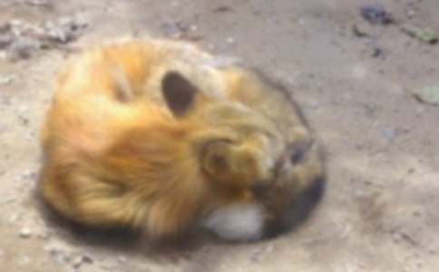 �����ٱ�����ƭһ�Ρ��и�11ƪ