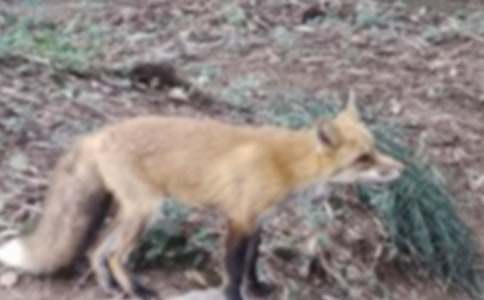 《了不起的狐狸爸爸》读后感(汇编15篇)