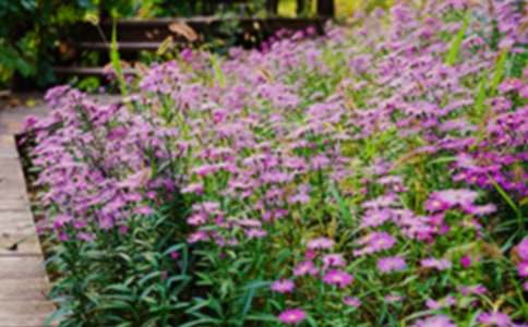 ���ڻ�԰д����������ƪ