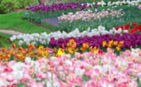 ��ѡ��԰д��������300�ֽ���5ƪ