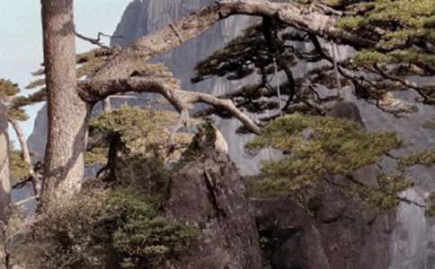 д����ɽ����(���15ƪ)