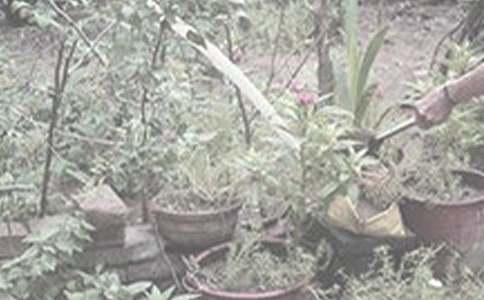 浇花小学作文精选15篇