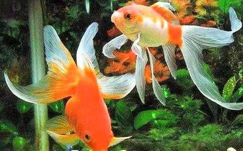 ʵ�õĽ���Ĺ۲��ռ���ƪ