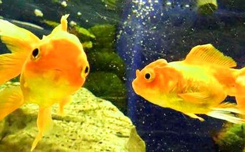 �����ϵĽ��㼧�ۺ��