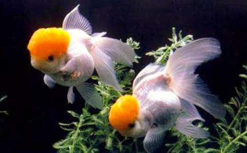 ���ڽ�����ռǣ�ͨ��21ƪ��