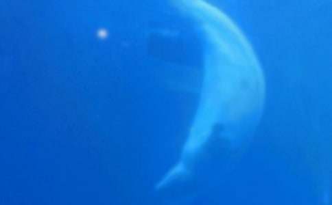 ��ʨ���뾨�㡷�����