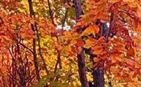 ��д��ɫ���ġ���Ʒ��