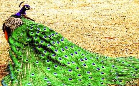 ����ȸ���Ϸɡ������[��Ʒ]