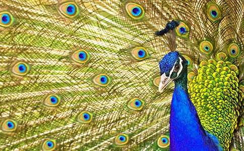 ����ѡ����ȸ�۲��ռ���ƪ