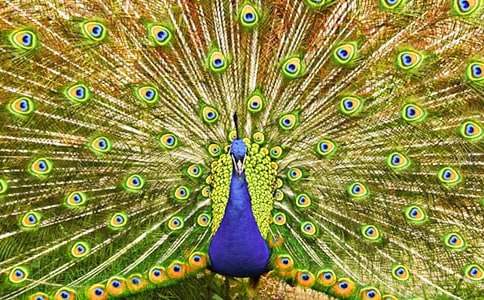 ����ȸ���Ϸɡ������