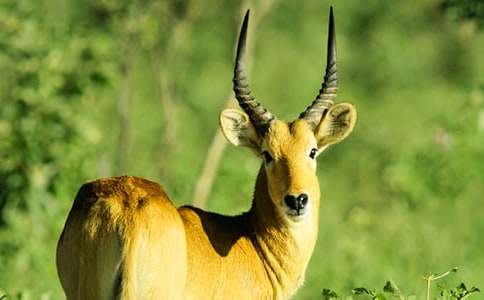 ������ľ�񡷶���У�ͨ��28ƪ��